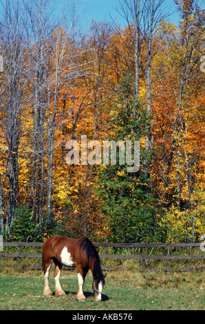 Eine gefleckte Clydesdale weidet in golden gefärbte Herbstlandschaft Stockfoto