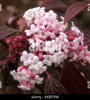 Viburnum X bodnantense Dawn Stockfoto