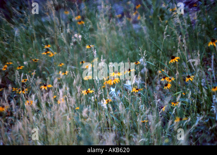 Wildblumen wie diese hell gelb black eyed Susans stammen aus der gleichen Familie von Blumen wie das Gänseblümchen Stockfoto