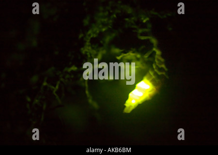 Eine weibliche Glühwürmchen emittierende Licht in der Nacht.  Lumière Émise Par un Ver Luisant (Lampyris Noctiluca) Femelle la Nuit. Stockfoto