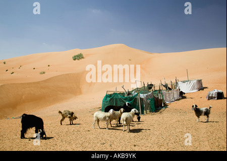 Oman, Sharqiya Region, Al Minitrib, von Ziegen und Schafen, Wahiba Sanddünen gehört Stockfoto