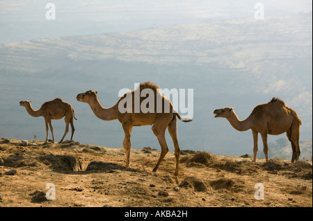 Oman, Region Dhofar, Salalah, Kamel Herde im Dhofar-Gebirge Stockfoto