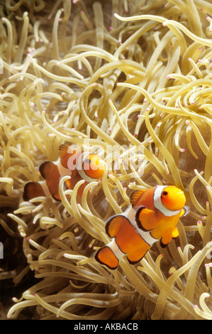 Gemeinsamen Clownfish Amphiprion Ocellaris in Heteractis Malu anemone Stockfoto