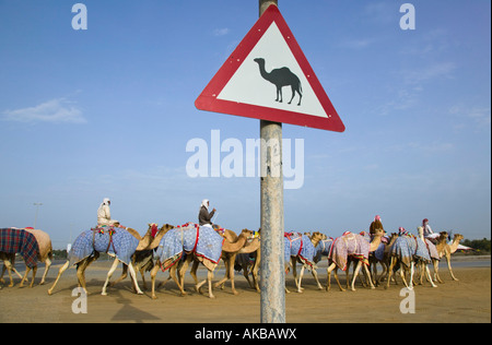 Vereinigte Arabische Emirate, Dubai, Al-Marqadh, Dubai Camel-Rennstrecke, Kamel durchqueren Zeichen Stockfoto