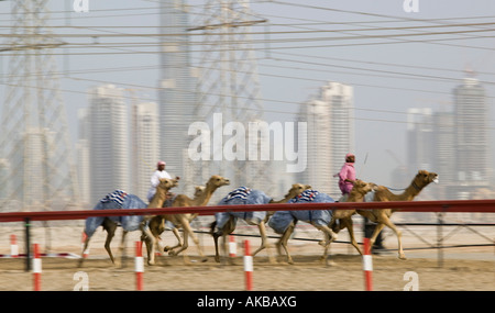 Vereinigte Arabische Emirate, Dubai, Al-Marqadh, Dubai Camel-Rennstrecke, Kamelrennen Stockfoto