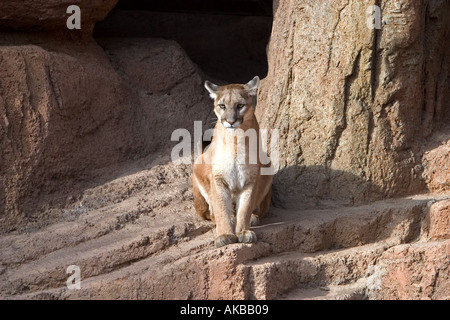 Berglöwen Arizona USA Stockfoto