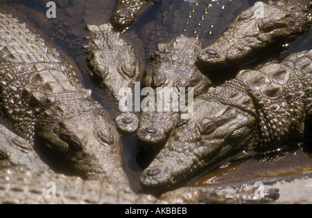 Krokodile in Simbabwe Bauernhof Stockfoto