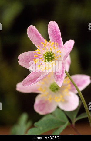 Anemone Nemorosa "Cedric Pink" (Windflower, Buschwindröschen) Großaufnahme von rosa Blume. Stockfoto