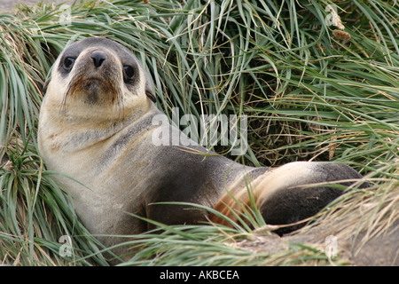 attraktive junge Seebär Pup auf die Karkasse Insel, Falkland-Inseln, Arctocephalus Australis Antarktis Stockfoto