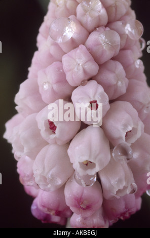 Muscari 'Pink Sunrise' (Grape Hyacinth) Großaufnahme der Blütenstand von rosa Blüten. Stockfoto