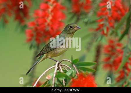 Weibliche Painted Bunting in Bottlebrush Stockfoto