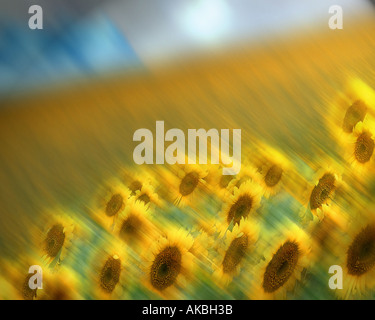 FR - PROVENCE: Sonnenblumen im Wind (ICM-Foto) Stockfoto