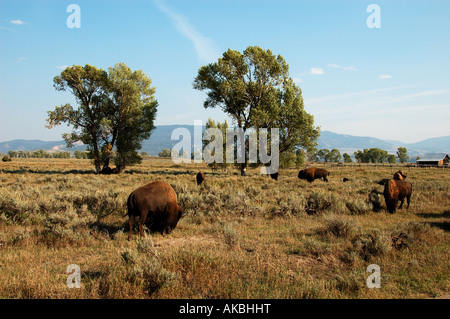 Bisons roaming in den Ebenen, Grand-Teton-Nationalpark, Wyoming. Stockfoto