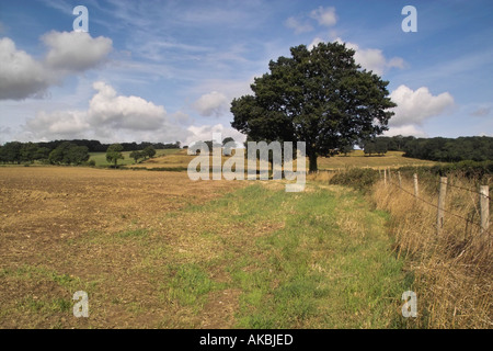 Ein Blick über Felder in Surrey Spätsommer Stockfoto