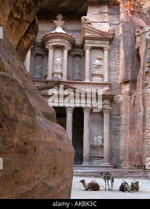 Kamele, die Ruhe vor der Schatzkammer Al Khazneh in Petra Jordan Stockfoto