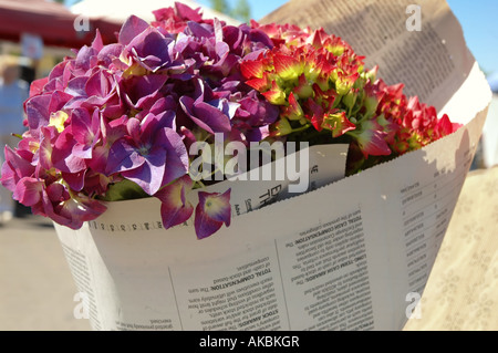 Bouquet aus bunten Hortensien in Zeitungspapier zu einem Bauernmarkt s gekauft eingewickelt Stockfoto