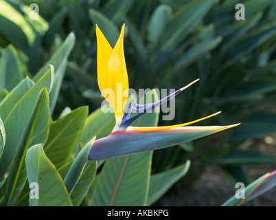 Eine Paradiesvogel Blume wächst wild in den unteren Hängen des Haleakala National Park Stockfoto