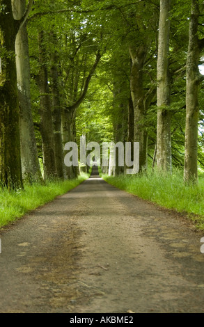 Buche-Allee im Sommer Stockfoto