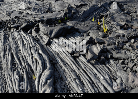 Pahoehoe-Lavastrom von 1992-2003 eruption Stockfoto