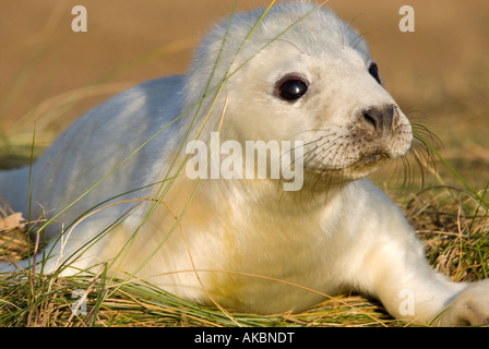 Kegelrobben Pup, Donna Nook, Lincolnshire, Vereinigtes Königreich. Stockfoto