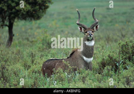 Erwachsene männliche Berg Nyala Bale Mountain National Park Äthiopien Afrika Stockfoto