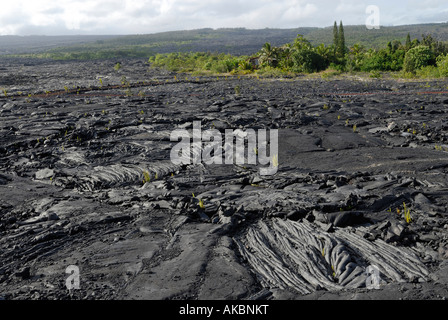 Pahoehoe-Lavastrom von 1992-2003 eruption Stockfoto