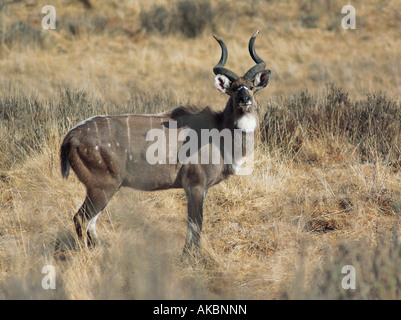 Erwachsene männliche Berg Nyala Bale Mountain National Park Äthiopien Afrika Stockfoto