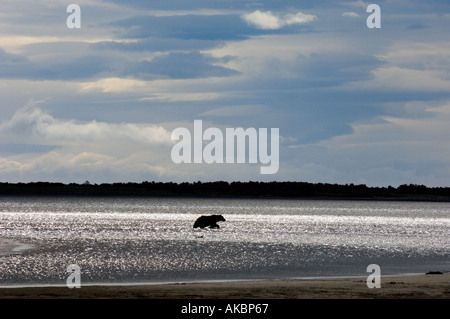 Braun Grizzly Bear Ursor Arctos Katmai Alaska August Stockfoto