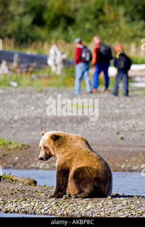 Braun Grizzly Bear Ursor Arctos Katmai Alaska August Stockfoto