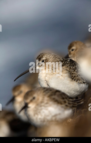 Brachvogel Strandläufer Calidris ferruginea Stockfoto