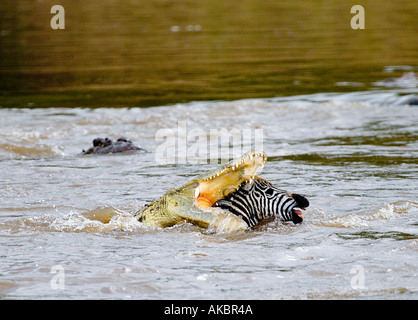 Nil-Krokodil, ein Burchell-Zebra-Fohlen, da den Mara River während der Völkerwanderungszeit, Masai Mara, Kenia, Juli kreuzt Stockfoto