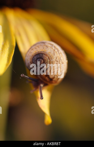 Nahaufnahme einer Schnecke ruht auf eine Rudbeckia Blumen bedeckt in Tau - am frühen Morgen eingefangen Stockfoto