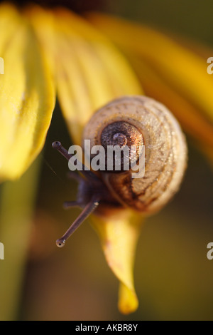 Nahaufnahme einer Schnecke ruht auf eine Rudbeckia Blumen bedeckt in Tau - am frühen Morgen eingefangen Stockfoto