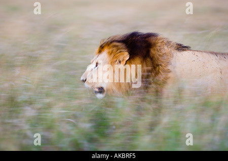 Löwe Panthera Leo Masai Mara Kenia Stockfoto