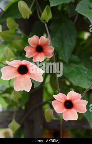 Nahaufnahme von Thunbergia Alata Blumen (afrikanischen Sonnenuntergang, Sonnenhut) Stockfoto