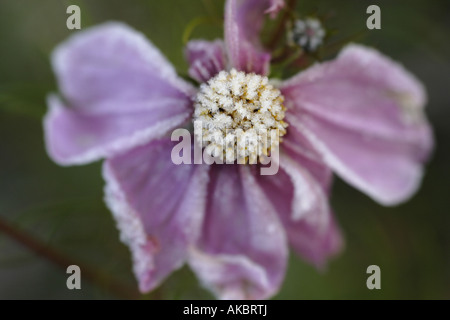 Rosa Kosmos im Frost "Cosmos Bipinnatus Sonate Rosa" Stockfoto