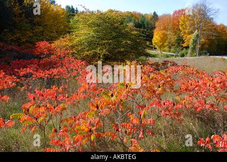 Herbst Herbst Farbe Laub in und um Traverse City, Michigan Stockfoto