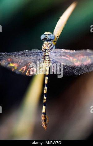 Paragomphus Lineatus. Hooktail Libelle Austrocknen auf Reis-Blätter in der indischen Landschaft gesäumt. Indien Stockfoto