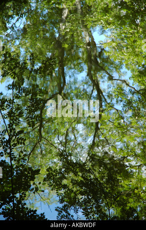 Trees reflecting in water Stockfoto