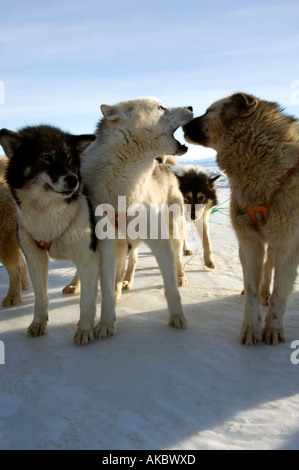 Qaanaaq Grönland Schlittenhunde bereit, in ihre Teams zu verlassen Stockfoto