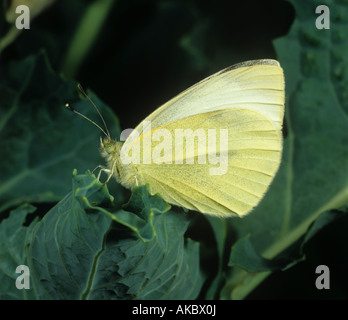 Kleiner weißer Schmetterling Pieris Rapae Erwachsenen auf Kohlblatt mit seinen Flügeln geschlossen Stockfoto