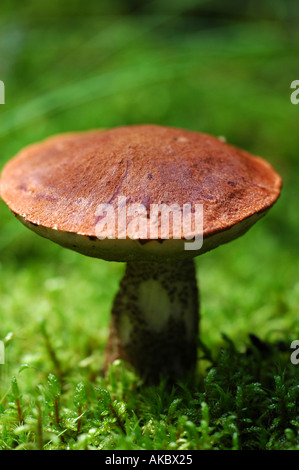 Wilde Pilzzucht im finnischen Wald Stockfoto