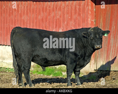 Ein Black-Angus-Stier steht man vor einer roten Scheune Stockfoto