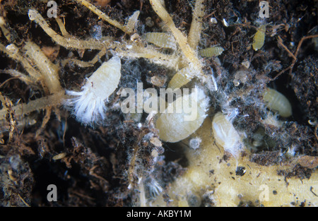 Salat Wurzel Blattlaus Pemphigus Bursarius Fütterung auf Salat Wurzeln Stockfoto