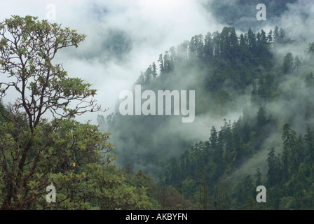 Rhododendron-Büschen Rahmen neblige Hügeln nördlich von Tadapani, Annapurna Sanctuary, Nepal Stockfoto