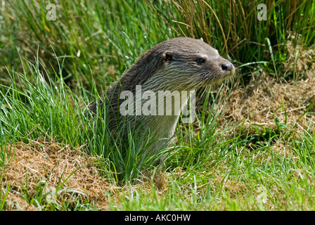 Fischotter (Lutra Lutra) aus Fluss Stockfoto