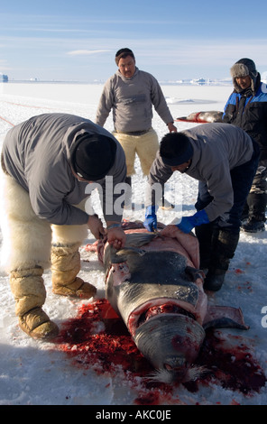 Qaanaaq Grönland April 2006 Schlachten ein bärtiger Siegel Stockfoto