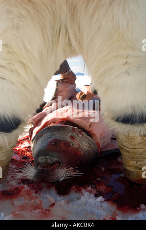 Qaanaaq Grönland April 2006 Schlachten ein bärtiger Siegel Stockfoto