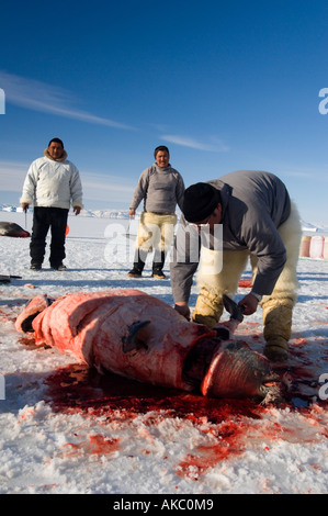 Qaanaaq Grönland April 2006 Schlachten ein bärtiger Siegel Stockfoto