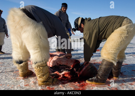 Qaanaaq Grönland April 2006 Schlachten ein bärtiger Siegel Stockfoto